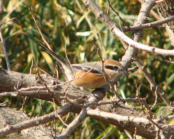 �A�C���C�����f�G�ȃ��Y