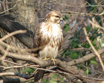 �m�X���͋��������Ėڂ����ꂢ