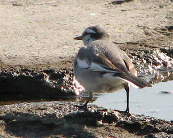 �l�̂悤�ɕ����n�N�Z�L���C