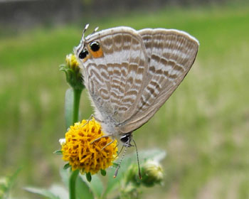 �ӏH�̃E���i�~�V�W�~