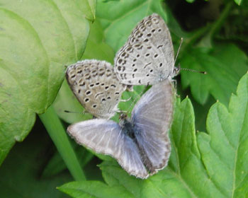 ����荞�ݒ�������