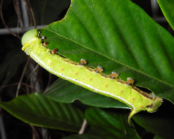 �I�I�X�J�V�o�̎q����