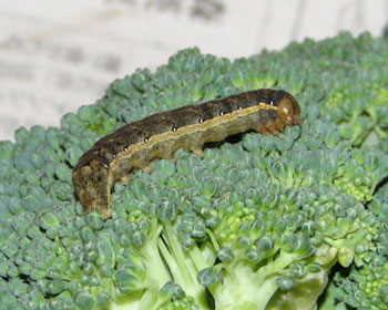 ��z�u���b�R���[�ɂ���܂胈�g�E�K