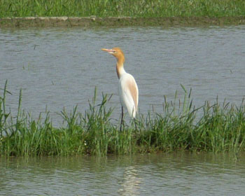 �Q���R���̃A�}�T�M