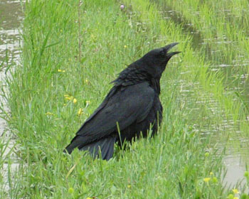 ���Ƃӂ����