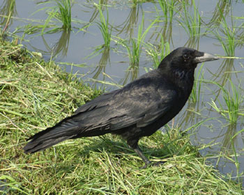 �S�~������͎����Ⴀ��܂���