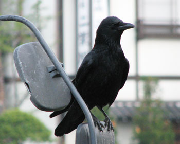 �Ԃ̃~���[�Ɛ���Ă����n�V�{�\�K���X