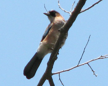 �D�_���C�N�̃J�P�X