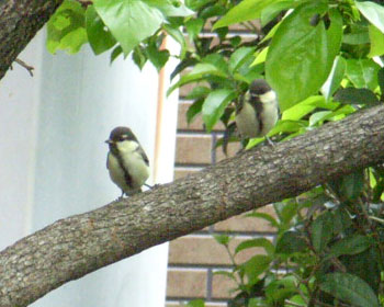 �q�V�W���E�J���͌��C������