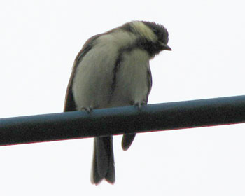 ���˂���