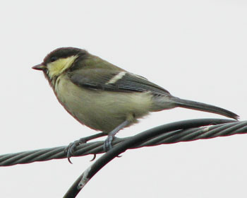 �����I�g�i