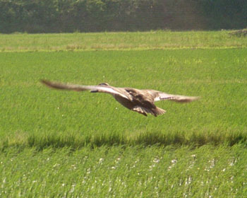 �炪�Ȃ������J���K��