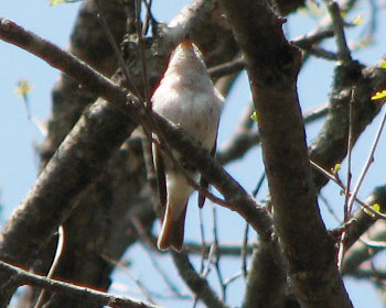 �����A�����R�T���r�^�L