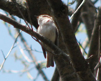 �ق�Ƃ͂����Ƃ��킢��