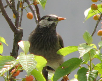 �{���T�N�����{�F