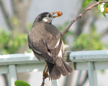 �q���h���ɂ͐H�킹��