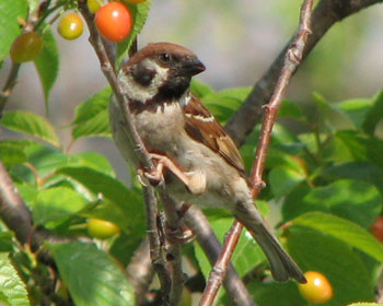 ���N�h���̌������ė���X�Y��