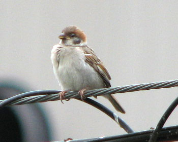 �ł����Ă̎q