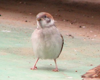 �a�̂܂��ł��ڂ���