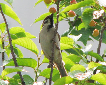 �`�r�`�r�H�ׂ�