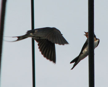 ���ƒ��������炵��