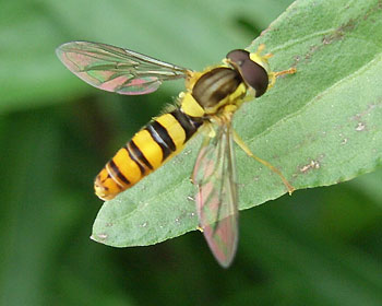 ���F�����ꂢ�ȃA�u