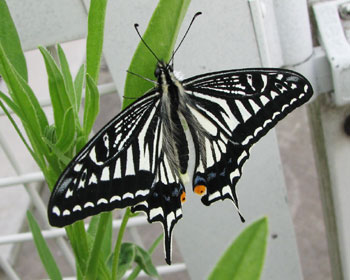 �����Ő��܂ꂽ�炵���A�Q�n