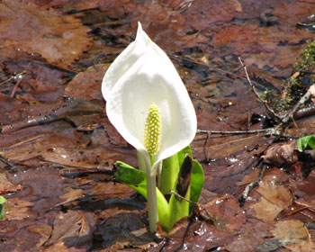 ���x���Ă����킢���Ȃ���