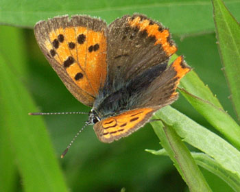 ������傪��ꂽ�x�j�V�W�~