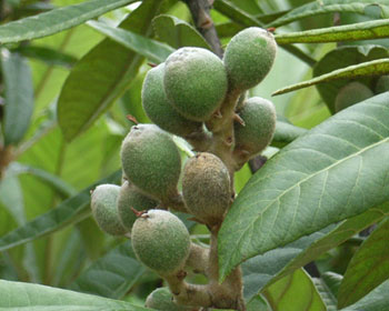 ����Ă����r��