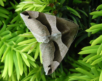 ������ƍ������̂����