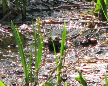 �r���ĕ����J�G��