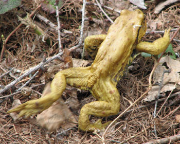 �ł����͒���