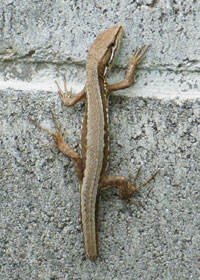 �厖�̂ɂ������炵���J�i�w�r