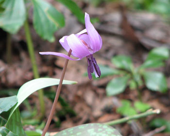 ���邭��J�^�N��