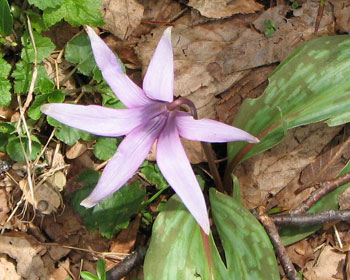 ���N�g�ł�������