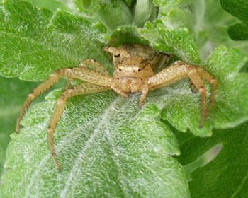 �ʂ��ʂ��N��