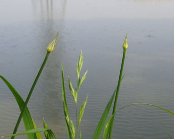 �˂��V��݂����ȑ�