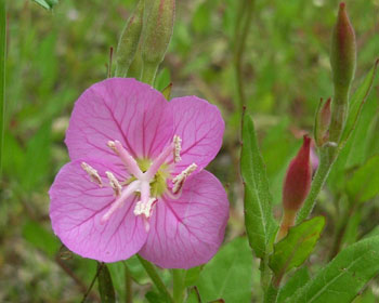 ���N�炭���̕s����