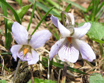 �ɏ��X�~��