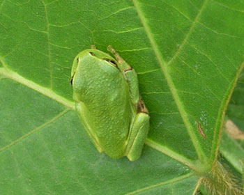 �k�݃A�}�K�G��