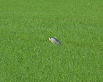 �������̑����S�C�T�M