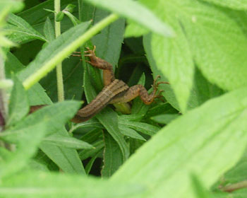 ������J�i�w�r�̐K