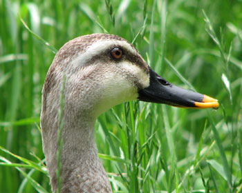 �J���K���̖ڂ͒��F