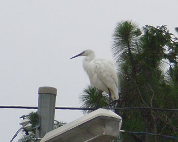 �d���Ɠd�����D��