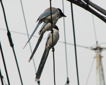 ��Ȃ��I�i�K