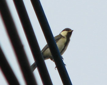 ���������Ԑ������܂���