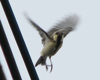 �o���o����ׂ�