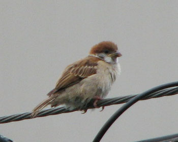 �q���͂ڂ���