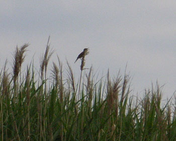 �I�I���V�L����T���I